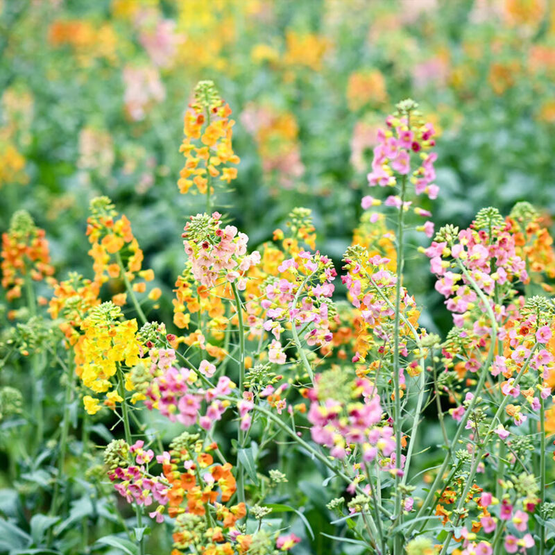 奔奥观赏彩色油菜花种子优质高产榨油五彩油菜花菜籽油花田春秋播花卉