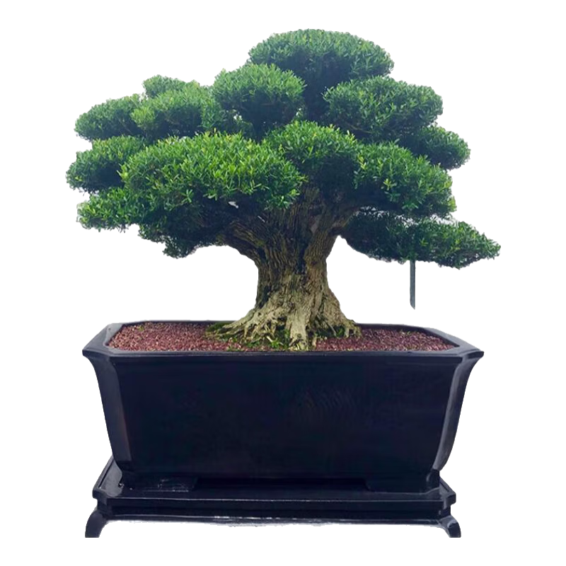 潮裕盆景黃楊木老樁真樹(shù)家有黃楊世代棟梁別墅庭院室內外擺放高端名貴盆景 黃楊盆景9 帶盆栽好