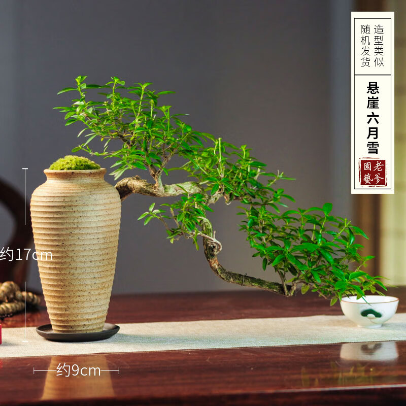 雪真盆景室内悬崖式植物造型摆件中式茶室阳台绿植花卉盆栽 悬崖造型