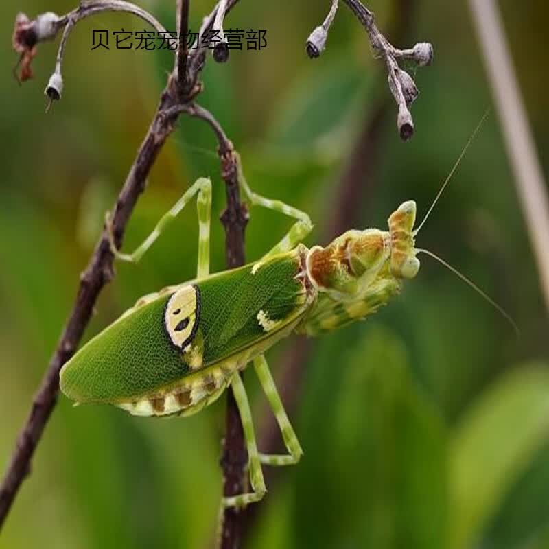 包邮现货中华大刀螳螂幼体个性爬虫宠物螳螂另有卵夹 眼斑1龄 0.