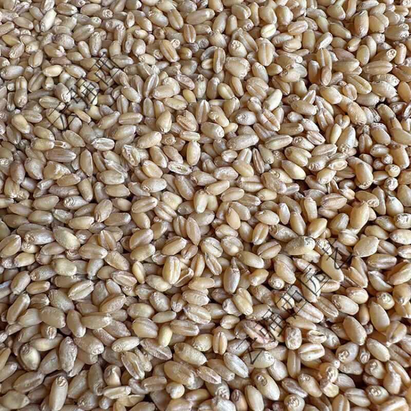 星舵信鸽鸽粮小麦鸽子食物饲料 元宝赛鸽营养补钙 幼鸽鸽梁无玉米