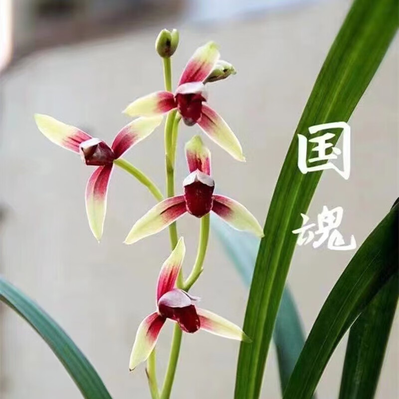 建兰大国魂兰花高端名贵夏兰之首叶有起兜龙抬头鸡爪根红芽色老种 2