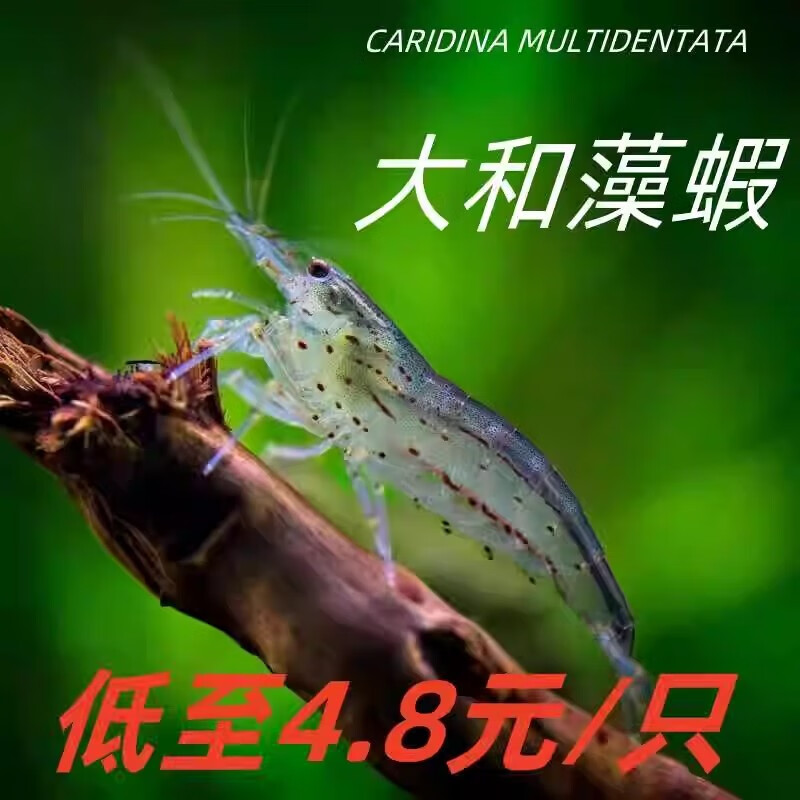 台湾大和藻虾保真除藻虾草缸工具鱼虾清洁虾黑壳虾吃垃圾吃藻鱼虾