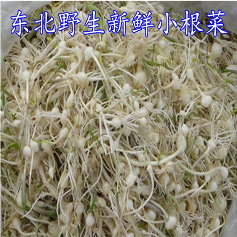 轻即东北新鲜野生山野菜小根菜大脑瓜嘣蹦小根蒜山菜500g2份 500g