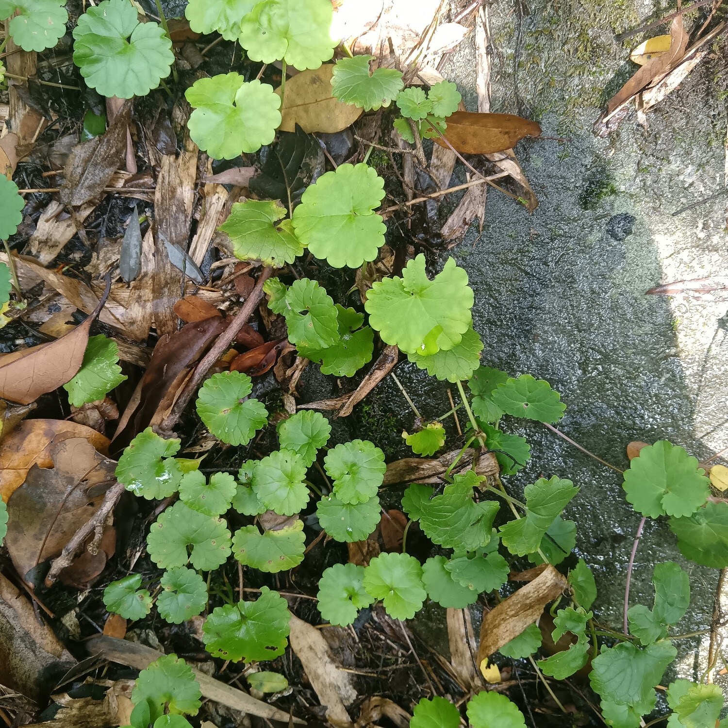 连钱草透骨消活血丹草药白透骨消大透骨消通耳草现采鲜货野生 野生种苗20株