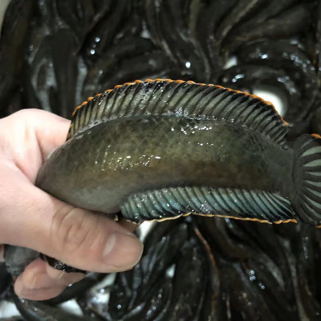 酷牧巨骨舌海象鱼红尾巨骨海象雷龙鱼巨骨舌鱼七彩海象大型热带鱼活体