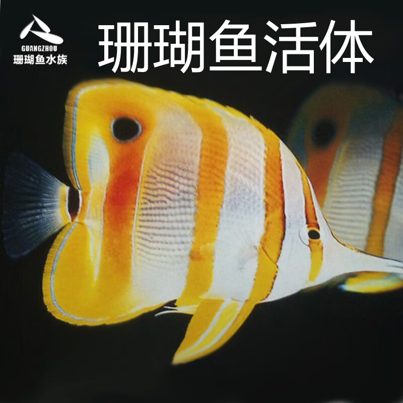 三间火箭黄火箭黄海水鱼活体珊瑚海水缸较难养已检疫吃珊瑚 三间火箭5