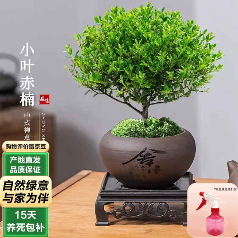 ̩��˿СҶ����辰��ֲ������ С�ų��+�����ɰ��+̦޺+���Ϸ���+1��