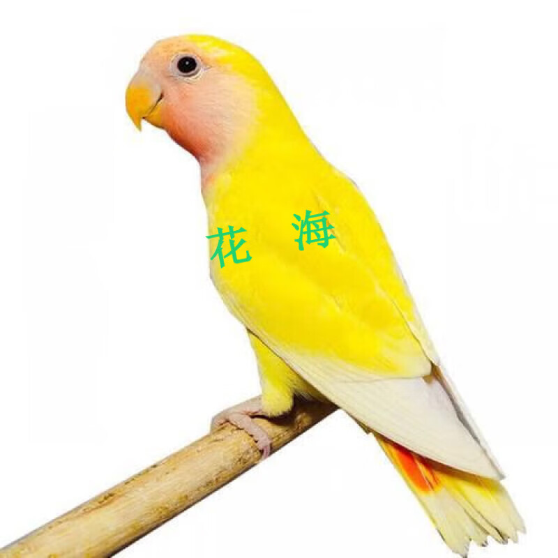 采缇(caiti)黄桃鹦鹉鹦鹉活鸟黄桃蓝银自家养殖观赏鸟手玩亲人宠物鸟