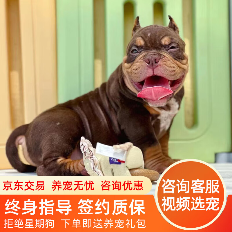 拾爱纯种恶霸犬恶霸犬幼犬活体出售美国恶霸犬体型小口袋体标准体恶霸