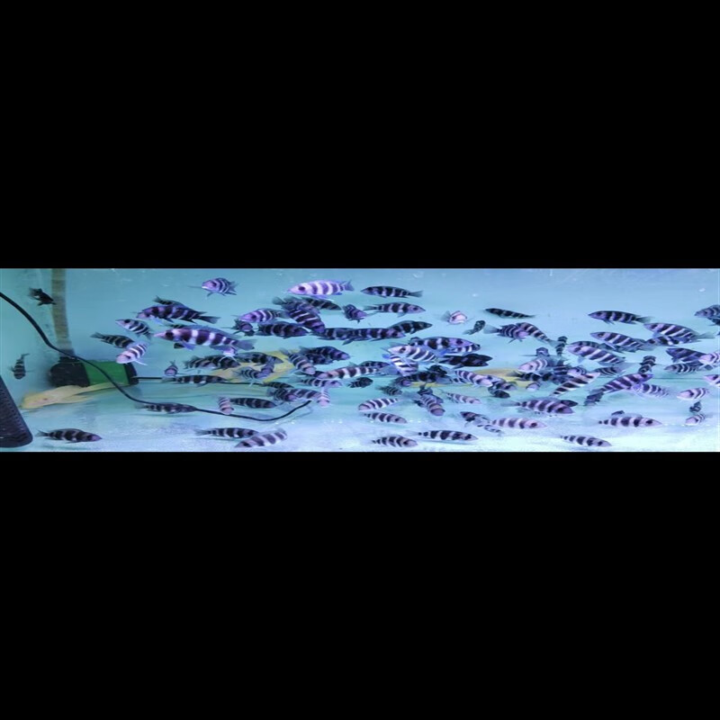 六间伊巴卡布隆迪大型南美雕科鱼热带观赏鱼淡水 布隆迪六间4-5公分