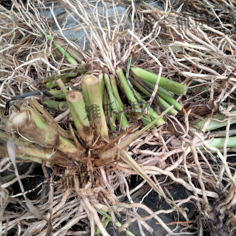 野薏苡根中草尿珠子根薏米根草珠子根五谷根纯根晒干原态 新鲜500g