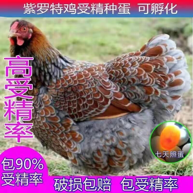 紫怀特鸡种蛋受精蛋可孵化黑白花大型观赏怀恩鸡梵天鸡宠物鸡鱼鳞 1枚