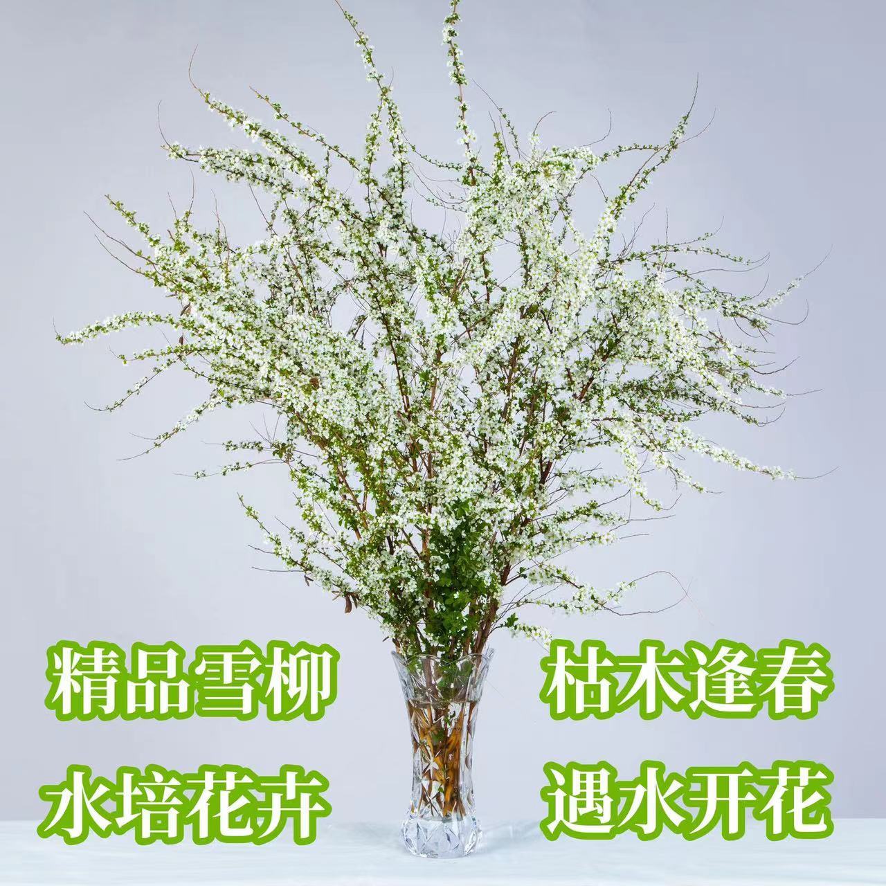 网红款鲜枝雪柳泡水开花水培冬季耐寒花卉干枝遇水开花绿植 干枝雪柳8枝赠8枝共发16枝《50cm 不带花瓶