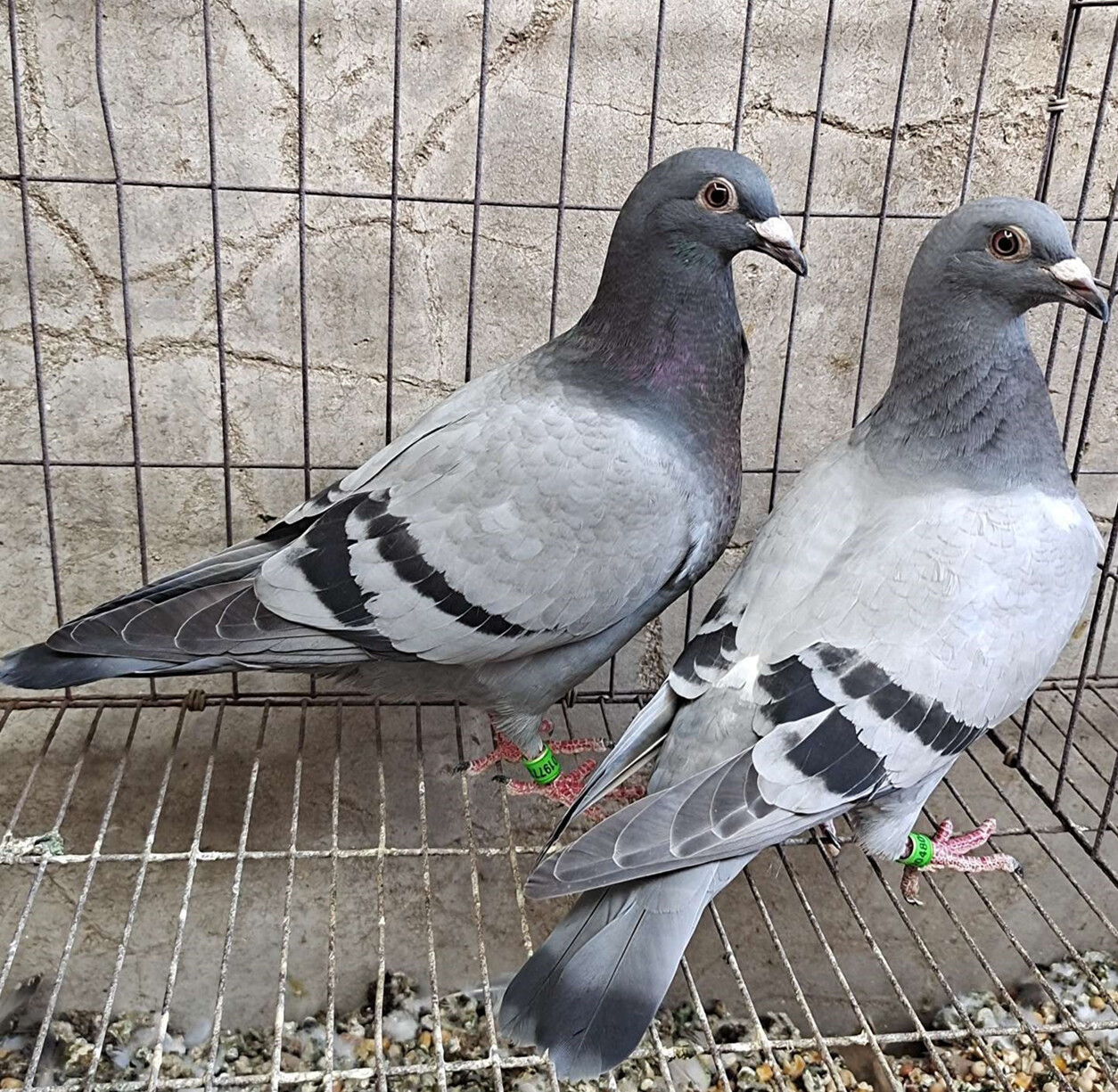 鸽子一对原配青年信鸽赛鸽异色血统鸽种鸽黄金甲 信鸽赛鸽瓦灰小青年