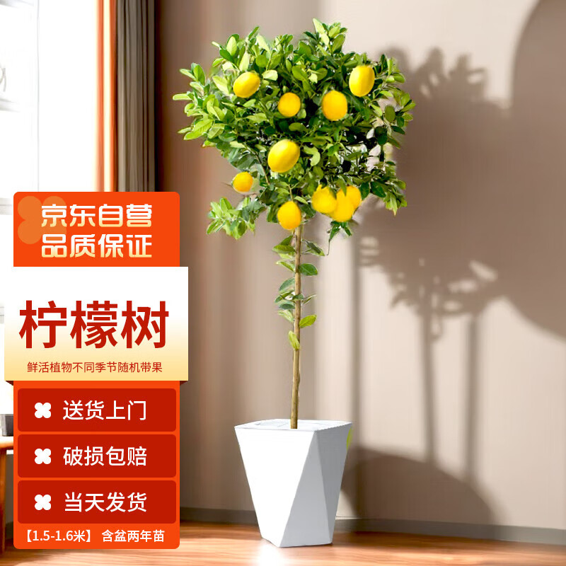 墨一盆栽大型绿植大棵室内客厅办公室【柠檬树】1.5-1.6m含盆2年苗