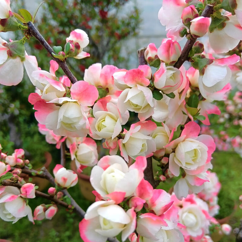 采缇四季彩玉海棠花盆栽 阳台盆景老桩变色海棠耐寒庭院花卉植物苗 [6