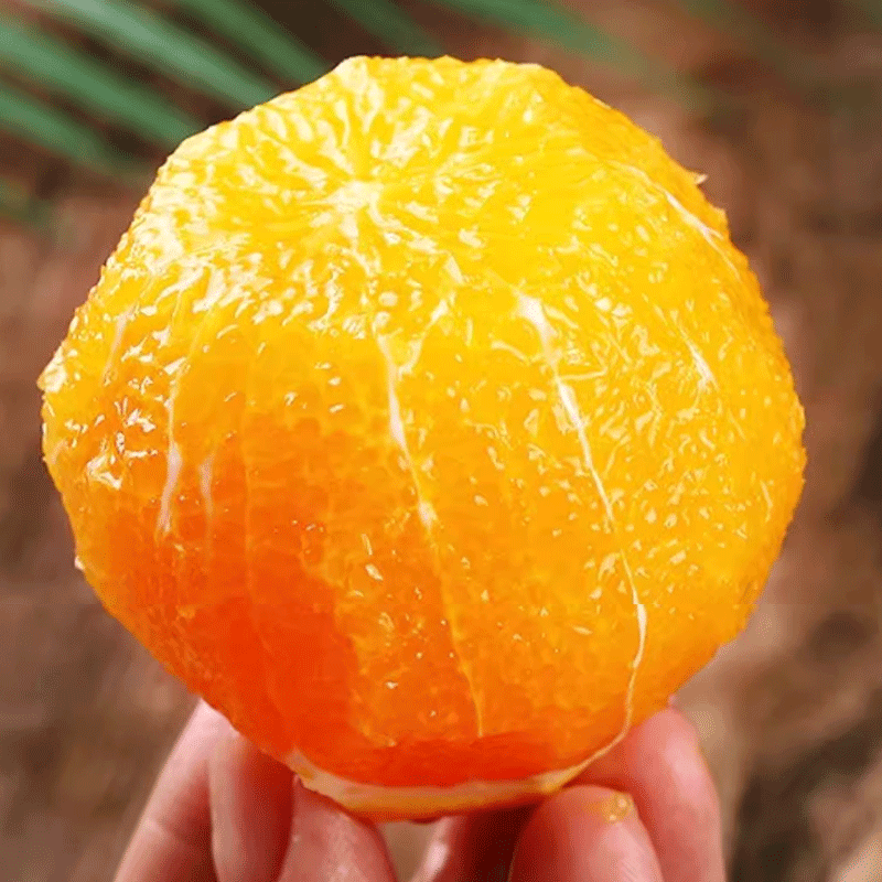 天乐优选高山脐橙橙子新鲜水果 带箱5斤单果130-160g