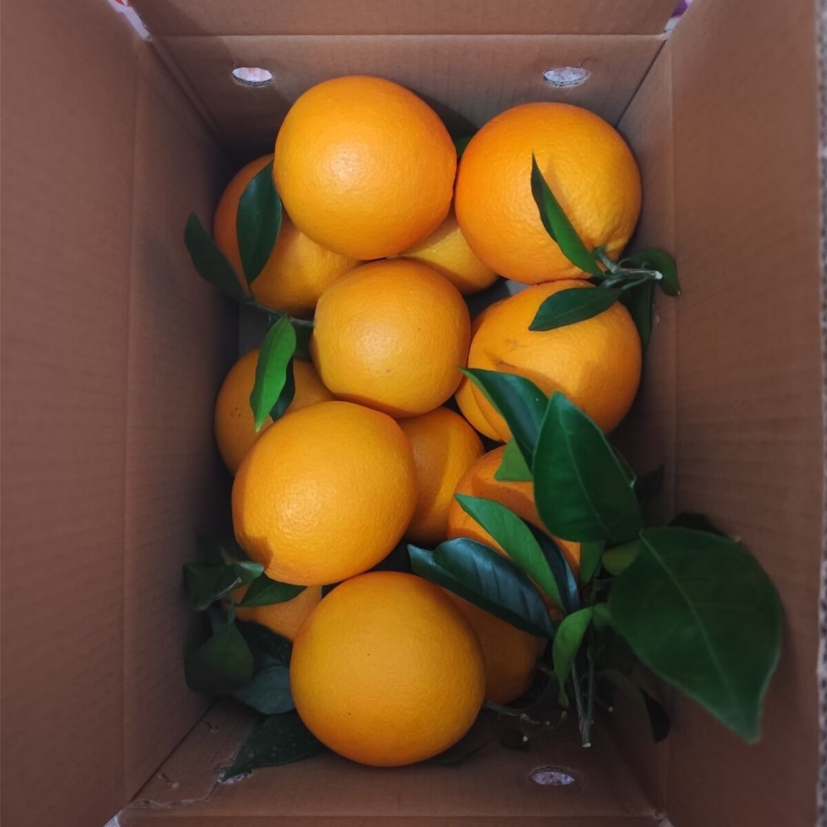 逮果奉节脐橙橙子新鲜现摘水果甜橙整箱 10斤装 单果230g+ 净重9.3斤
