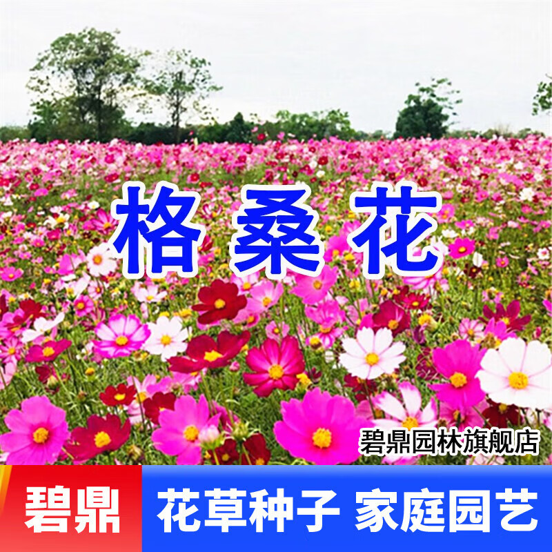 花种子四季种易活混色五彩石竹庭院开花室外盆栽花卉花籽种籽 格桑花