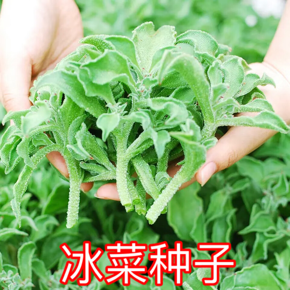 芯宁【冰菜种子】冰晶菜水晶冰菜种子自带咸味阳台盆栽家庭小院种菜籽 【冰菜种子】1袋(约2000粒)