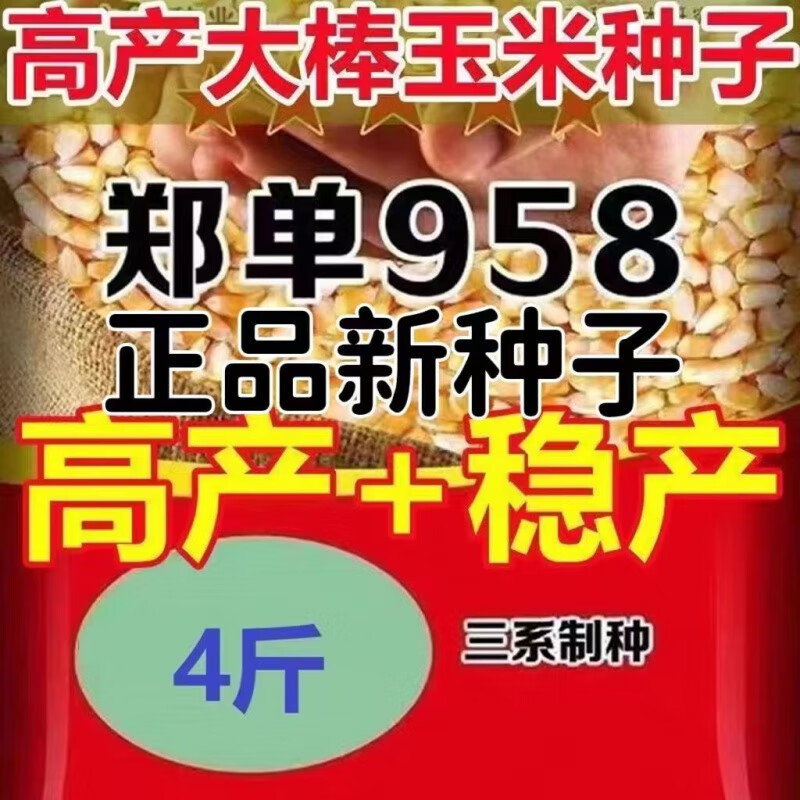 咯咚高产大棒玉米种子郑单958新种子长粒农科院培育矮杆抗倒伏玉米种