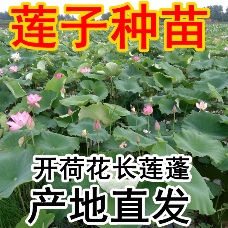 醉春木莲子种苗莲蓬种子莲藕种植粉荷花鲜莲子洪湖产地直发观赏开花