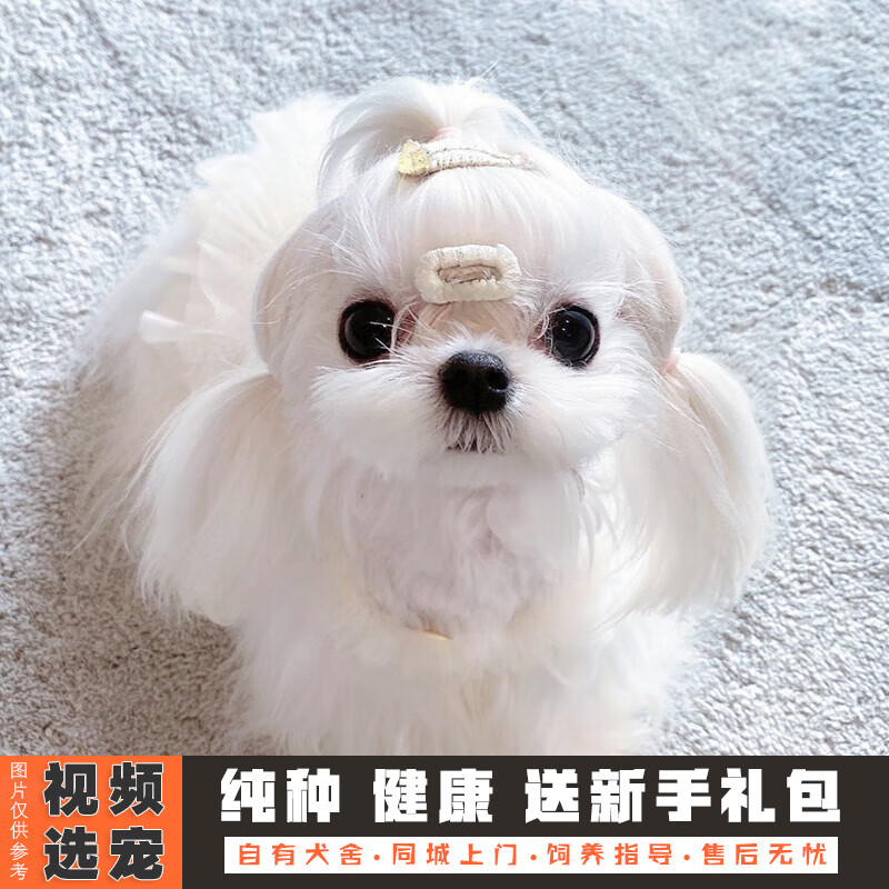 伊宠纯种马尔济斯犬幼犬宠物狗狗活体小狗活物小型犬 宠物级 公