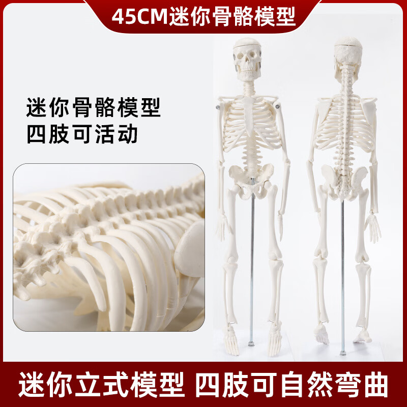人体骨骼骨架解剖模型全身人体骨架医用小白模型骨头架子成人大白 35