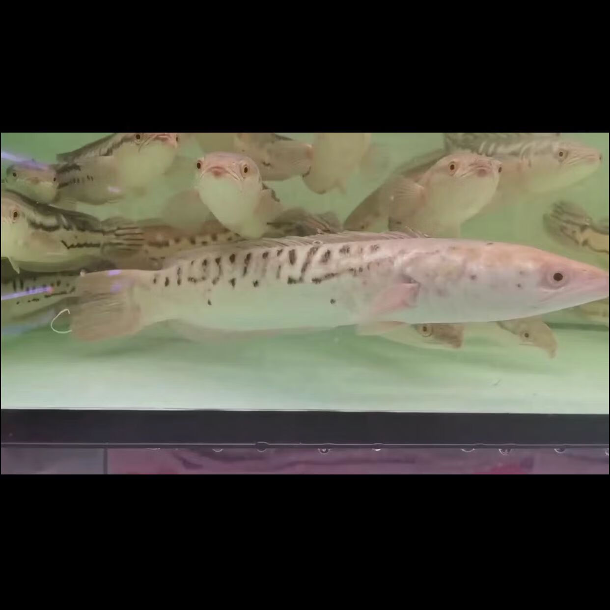 水财神铅笔鱼七彩海象小盾鳢鱼多曼大型凶猛肉食鱼观赏鱼雷龙鱼 黄化