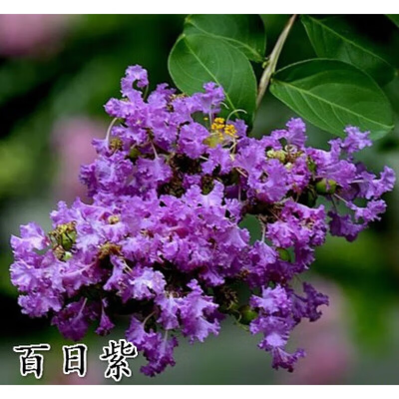 百日红花紫薇树 别墅庭院绿化树苗紫薇树苗占地拆迁紫薇苗紫薇小苗红