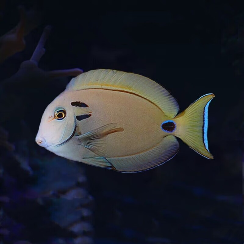 耳斑吊海水鱼倒吊鱼海水观赏鱼活体 耳斑吊6-8cm