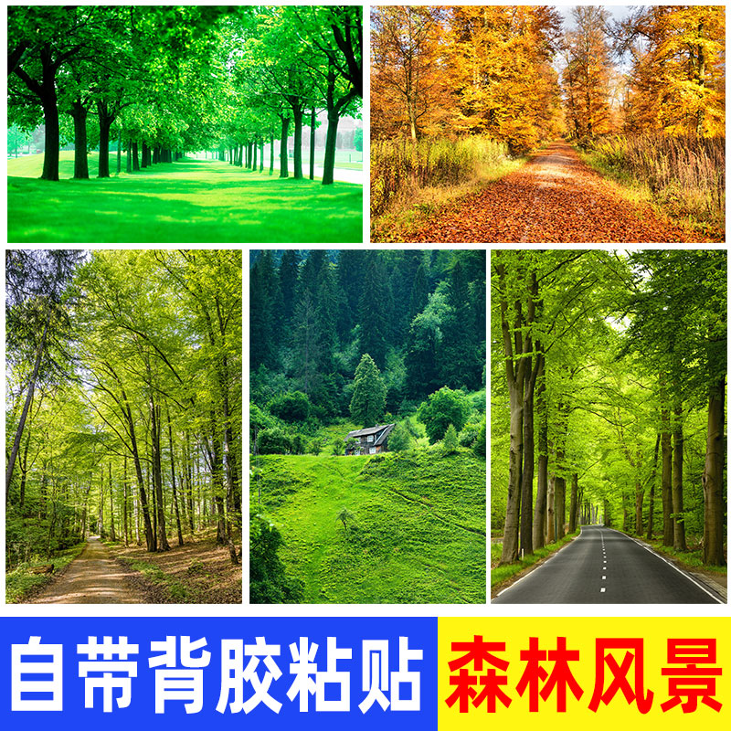 诺度原始森林树木墙贴海报草地公园树林绿色大自然风景客厅装饰画