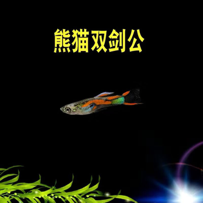 纯种熊猫双剑鱼安格拉斯双剑观赏迷你熊猫孔雀热带鱼淡水小鱼好养