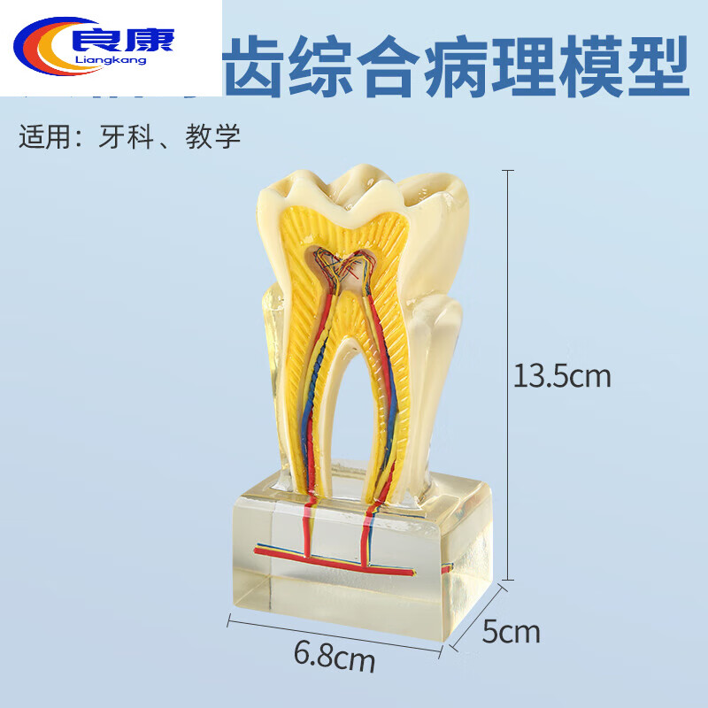 6倍放大口腔护理模型牙齿模型口腔教学练习模型牙科神经分解模型 六倍