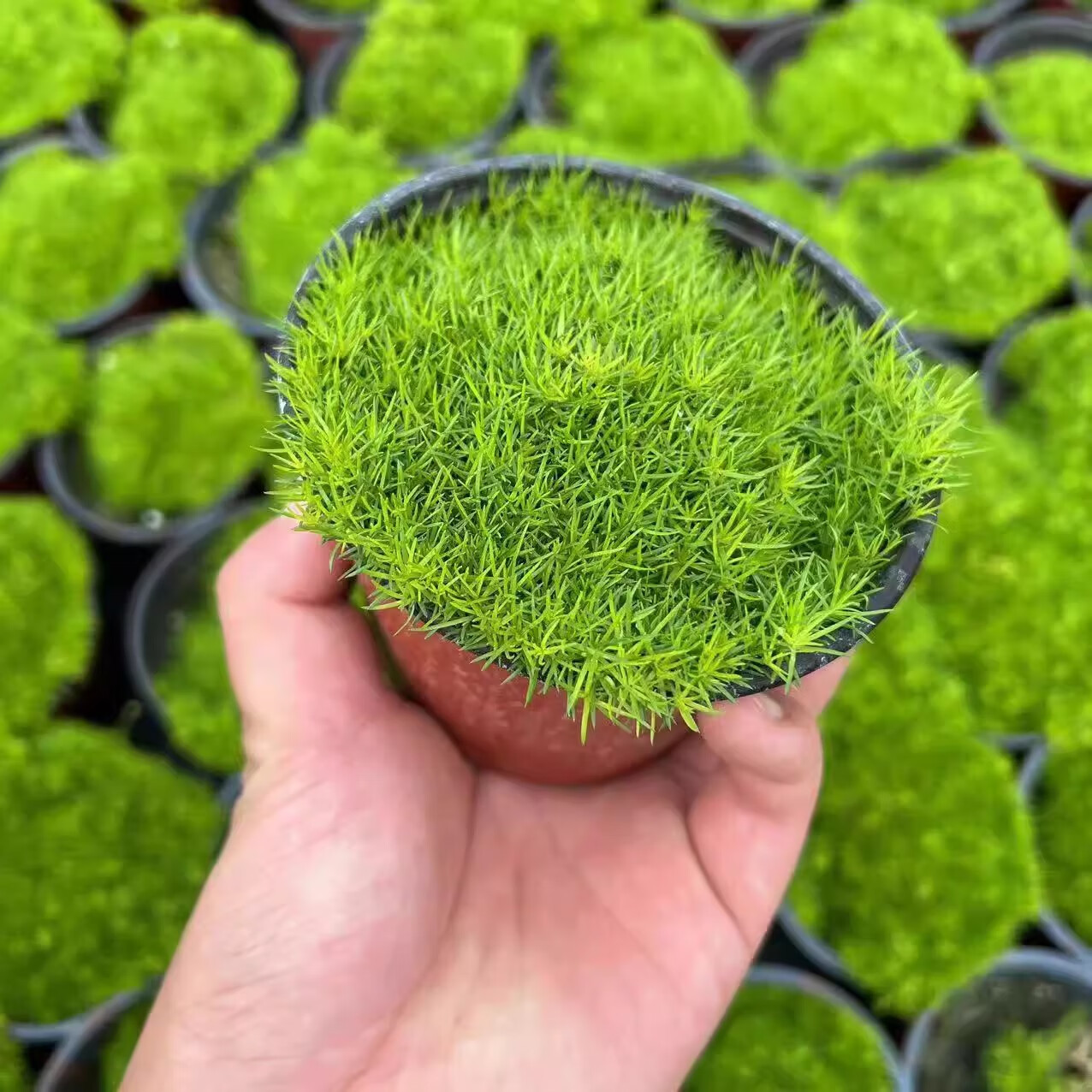 君吻花园植物爱尔兰珍珠草庭院绿化四季常绿耐寒耐旱宿根植物多年生