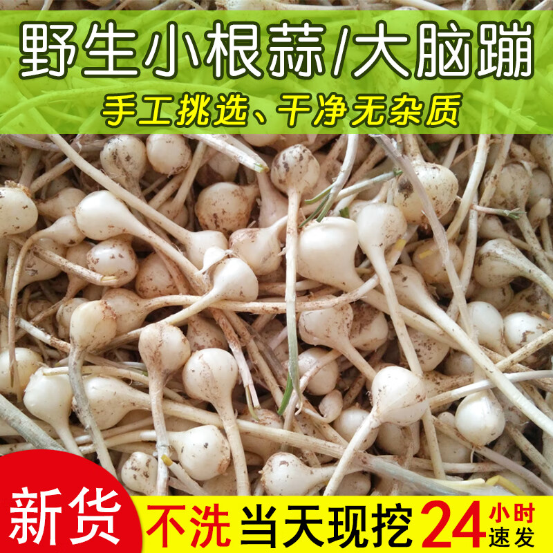 小根蒜野大脑瓜野生新鲜大脑蹦浸没菜山野蒜5斤野生现挖发 250g