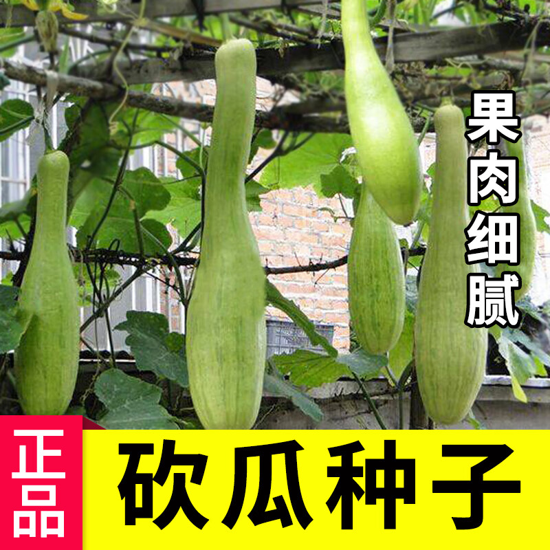 吃随砍愈合快地栽南瓜种子可再生家庭种植特色蔬菜种子 砍瓜种子10粒