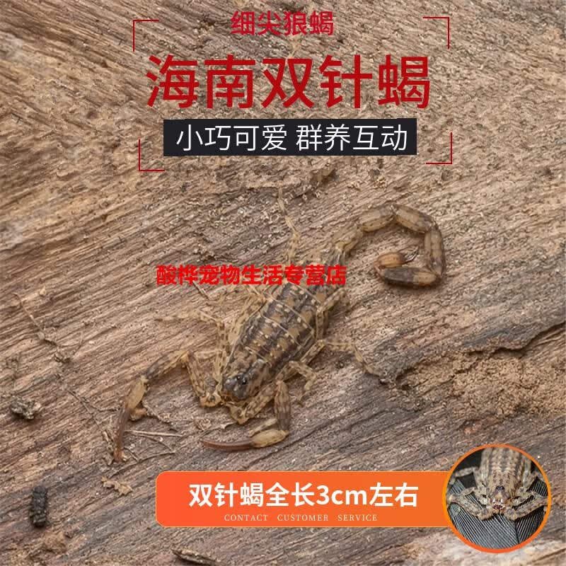 小巧可爱群养小蝎子海南双针蝎学生宿舍桌面便宜好养便宜活小宠物