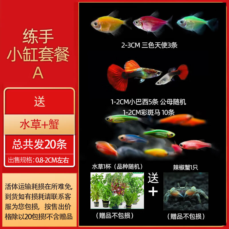 森渊热带观赏活鱼好养宝莲灯斑马淡水金鱼苗天使孔雀小型红绿灯科小鱼 练手小缸套餐