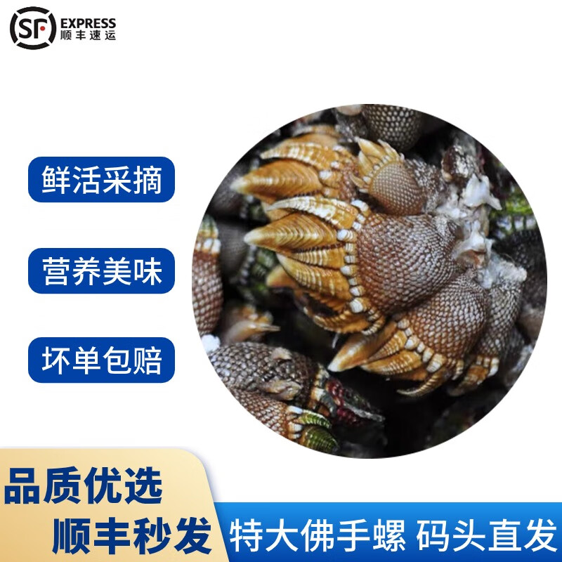 六鲜钓海【顺丰空运】六鲜钓海   佛手螺鹅颈藤壶 鲜活狗爪螺笔架海鲜
