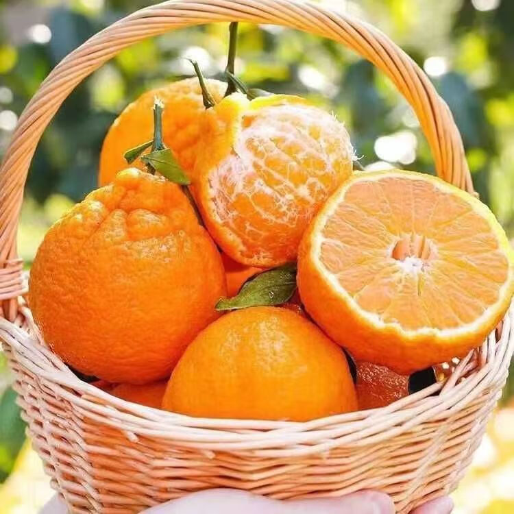 金百粟四川春见耙耙柑 当季新鲜水果粑粑柑生鲜丑桔橘子现摘整箱 净重4.5斤【80mm+】果农精选送礼