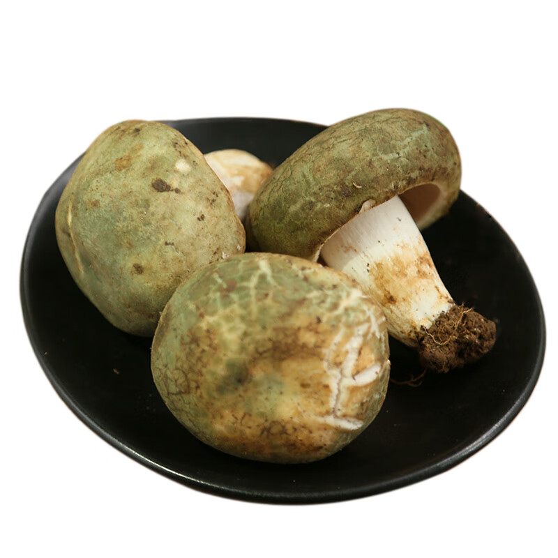 时茂当季新鲜青头菌绿豆菌云南特产野生菌子顺丰产地直发 青头菌中号