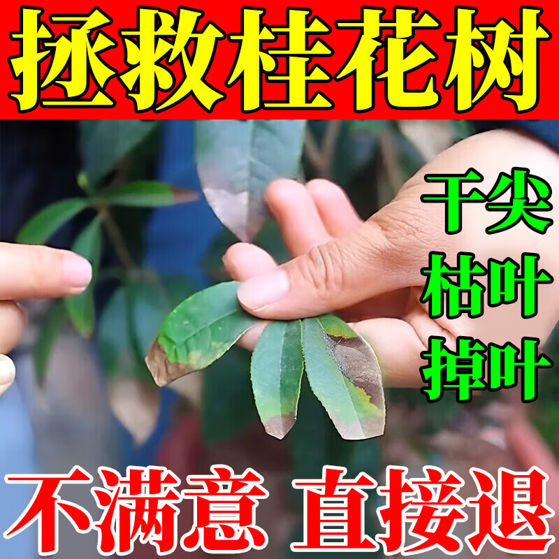 桂花树专用杀菌喷剂掉叶黑斑病桂花树专用肥料枯叶干尖黄叶营养液 3瓶装 京东折扣/优惠券
