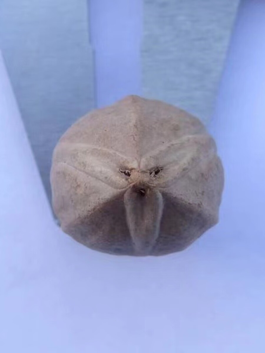 托托贴贴 橄榄核原核 雕刻原料原籽超大直径同树四花核红润老料厚sn