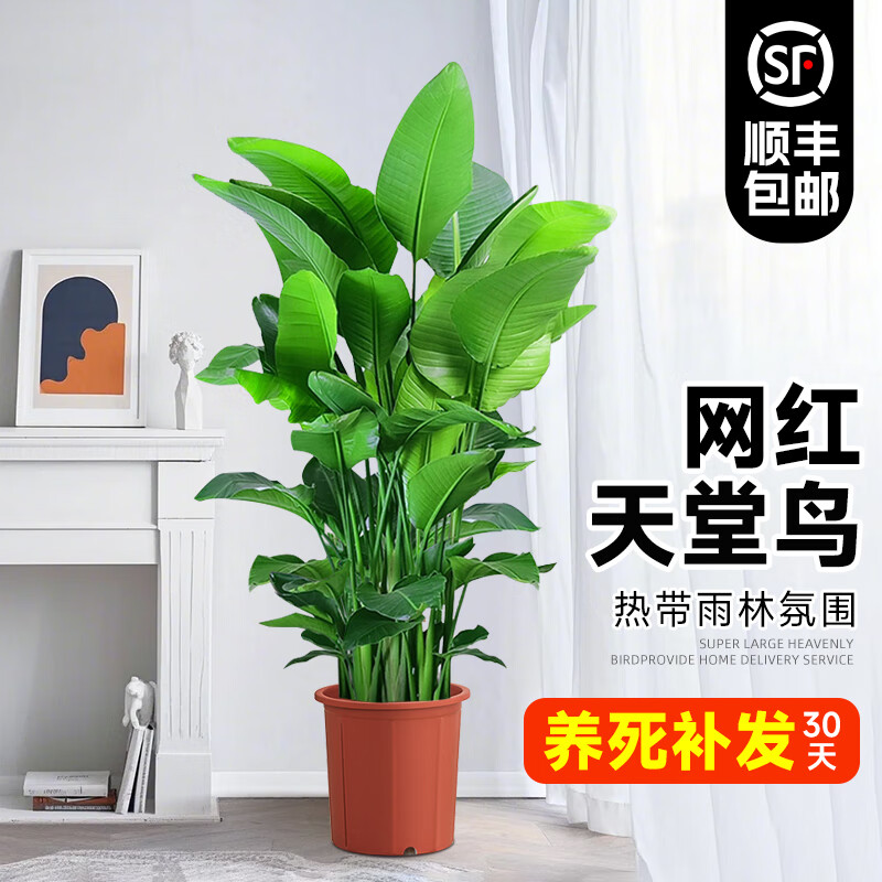 ���ڲ�����������ֲ����������������������ֲ���Դ�Ҷ������ɢβ������ֲ����� ������1.0-1.1��+ԭ������