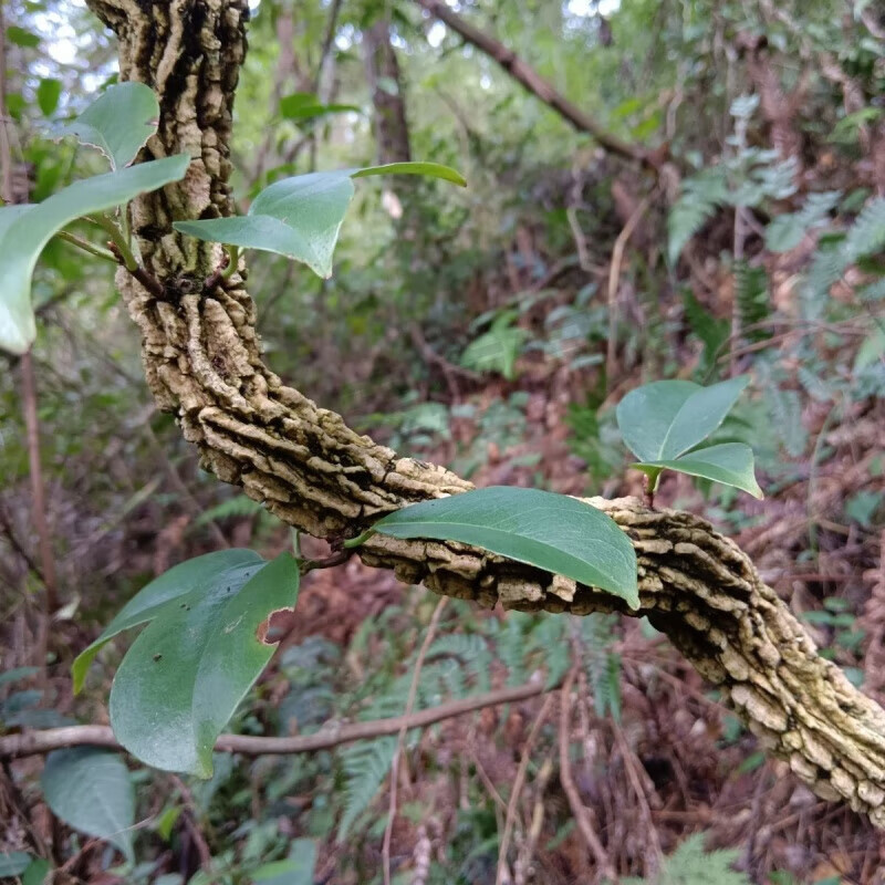 中药材新鲜海风藤海风藤中草药原料 野生新鲜藤3斤