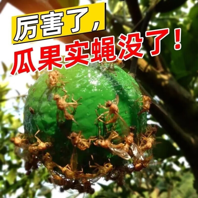 确邦诱蝇球柑橘大实蝇瓜果实蝇诱捕器灭果蝇粘虫球板诱虫球针蜂引诱剂 强力果蝇球[绿色] 100个装