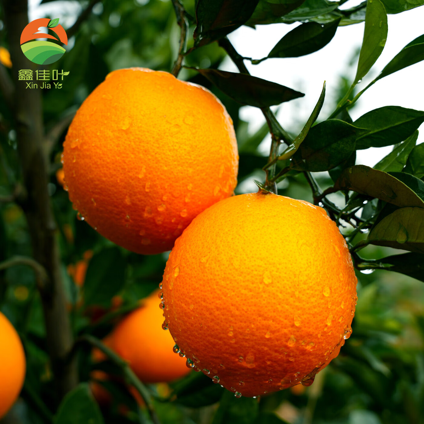 鑫佳叶（xingjiaye）湖南纽荷尔脐橙 新鲜橙子 中果 65-70mm 4.5斤