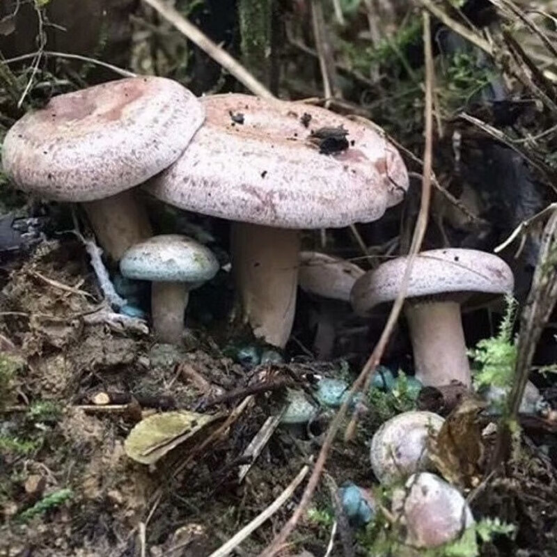 禾之润野生松树菌种乌枞菌包菌包菌种家种黄枞菌枞树菌人工培宋 403